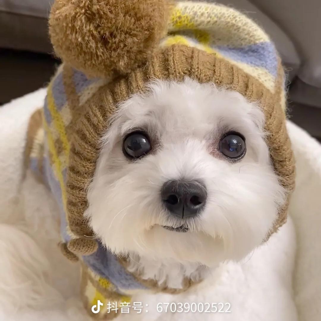 龙的传人会打人