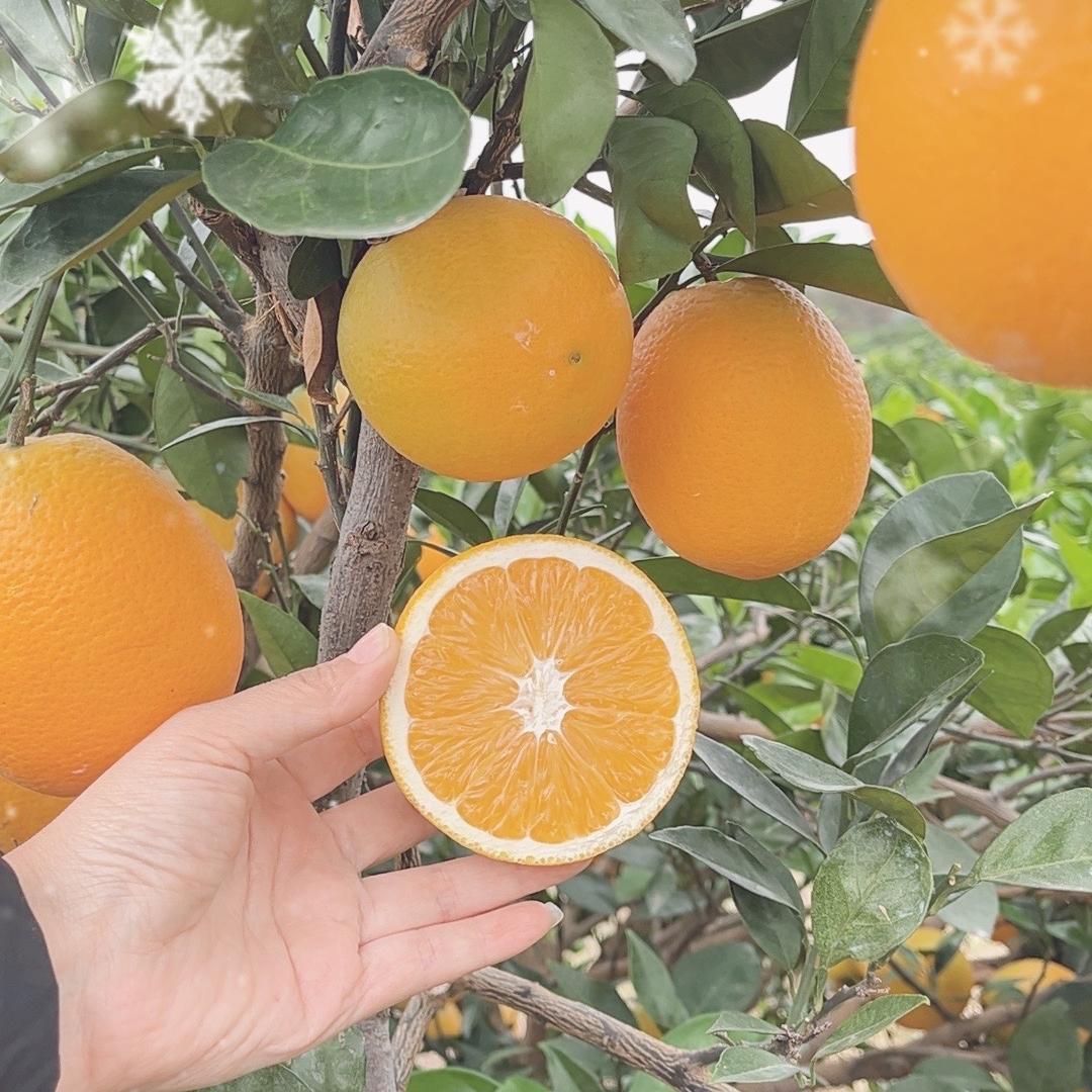 果园直达家庭农场