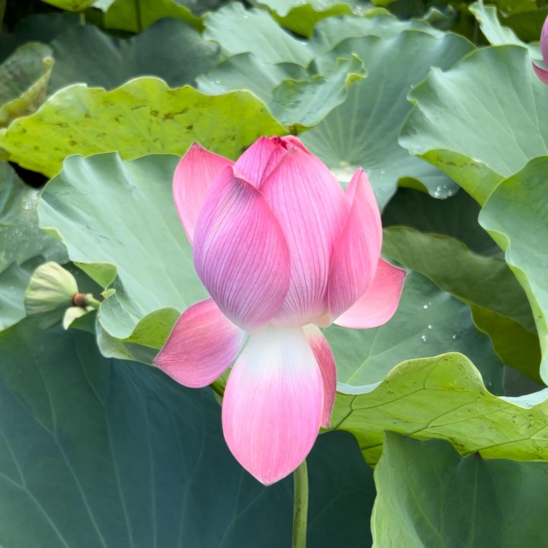 广东高州特产
