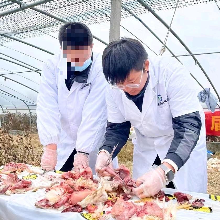 东东禽医-刘涛
