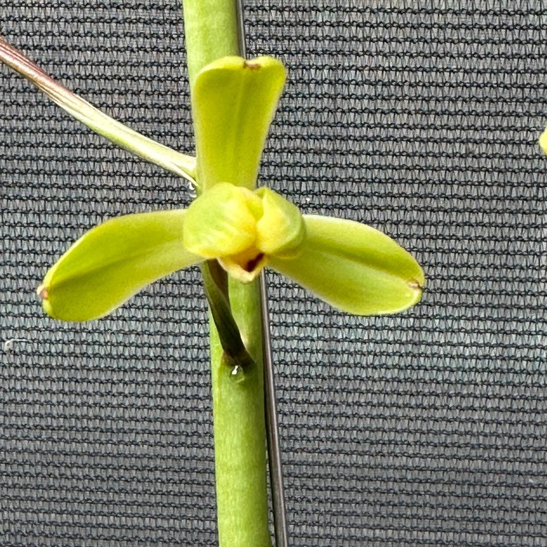 兰香幽远🌷💕🌷