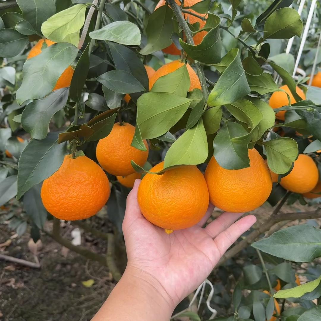 象山小恒农场果蔬严选