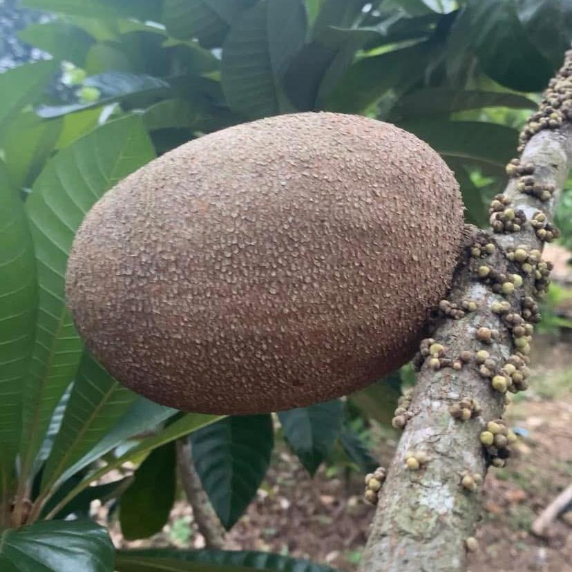 进出口新品果树苗种植基地