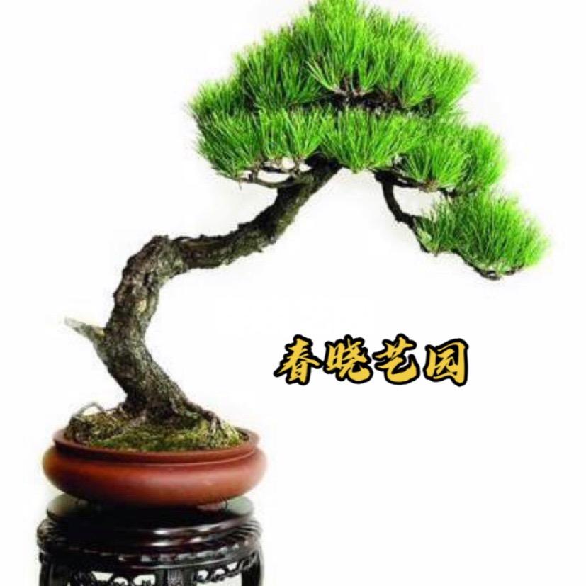 春晓艺园