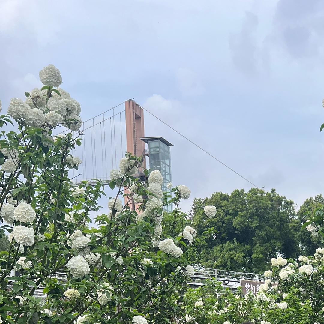 雨雨~ 提拉米苏🌟