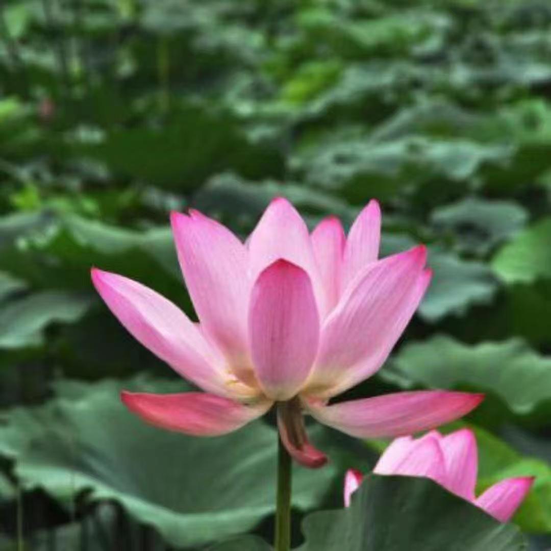 哲哲好物精选