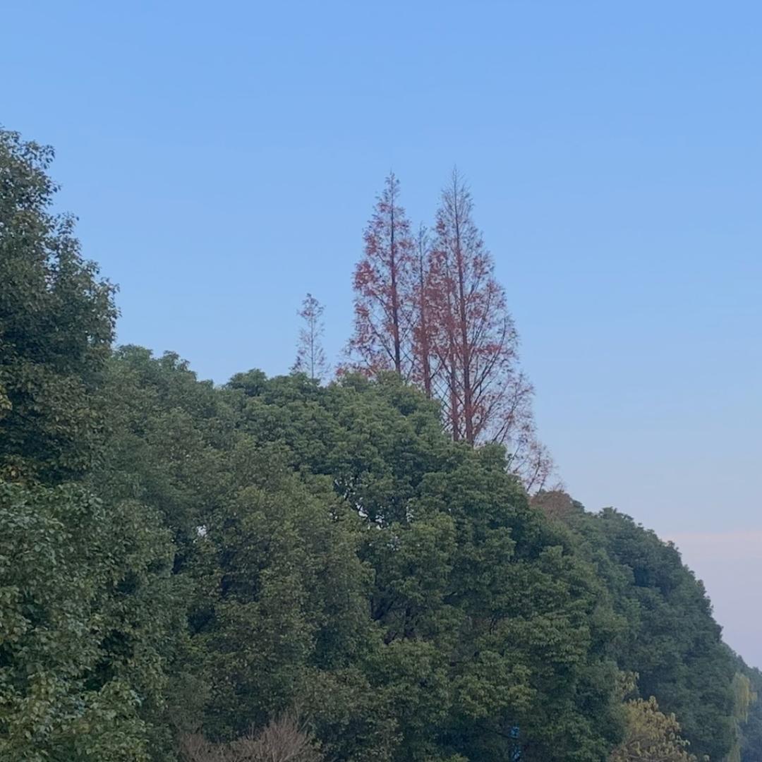 李集中八台球