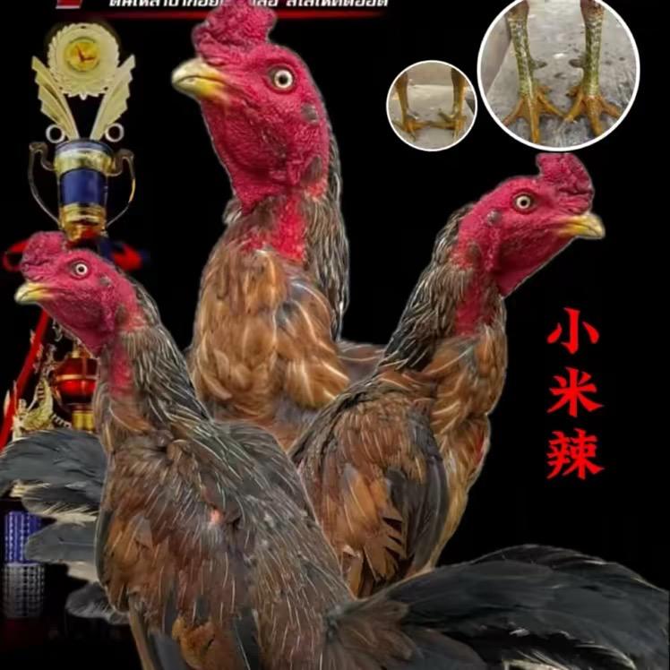 阿展เล้าไก่🇲🇲.