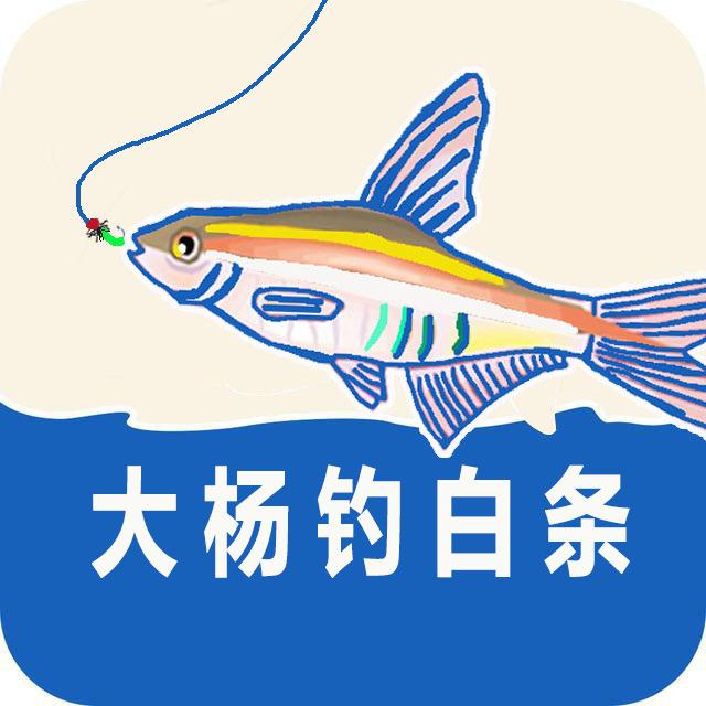 大杨钓白条