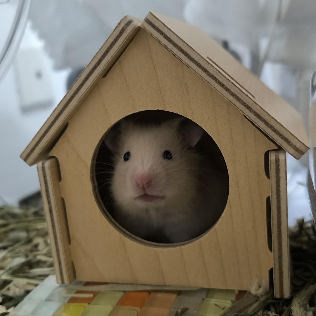 我有四个熊🐭