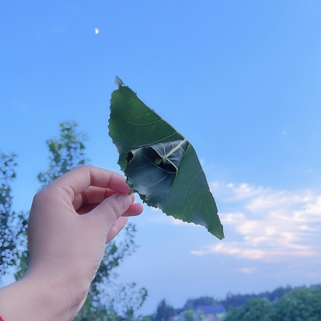 荣姐儿