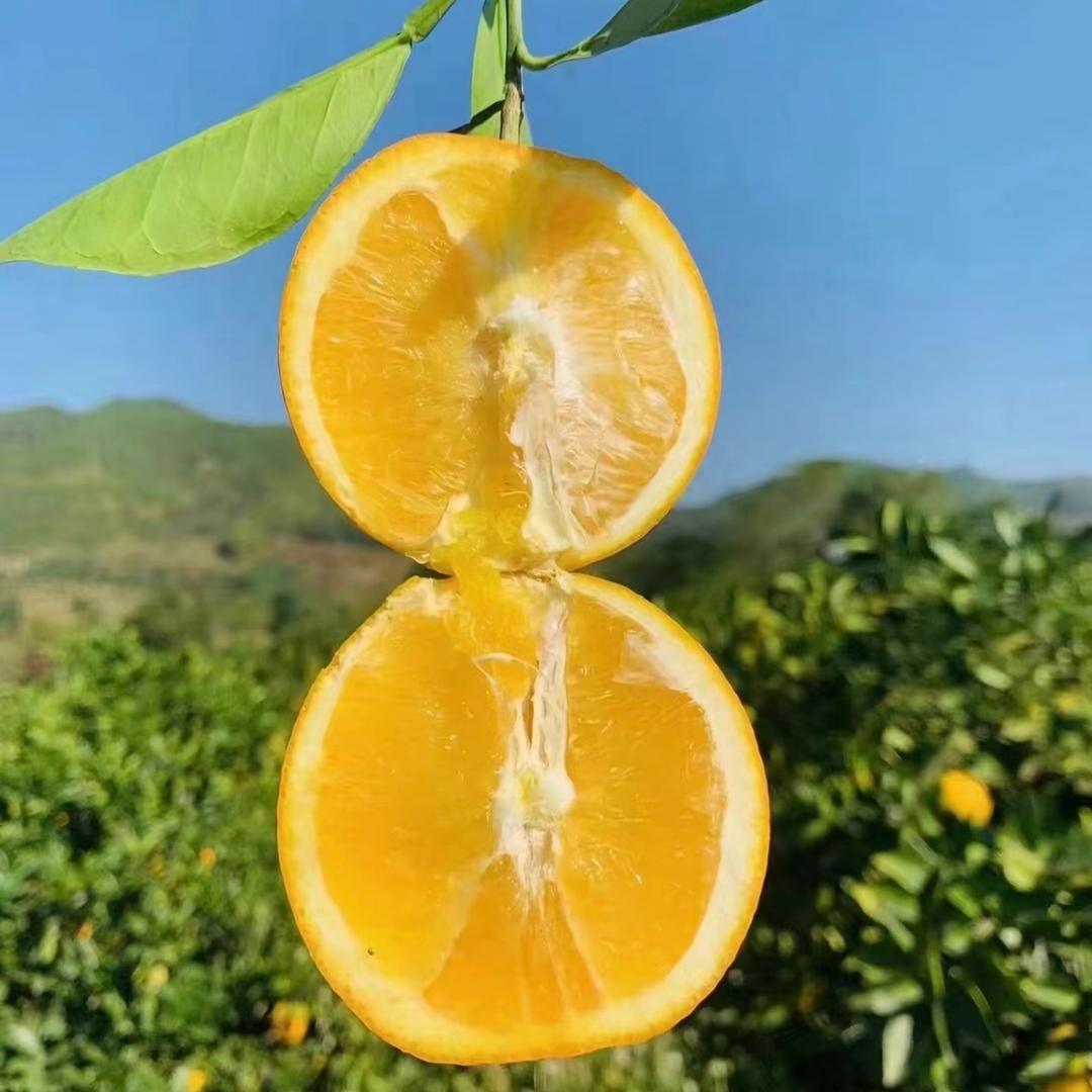 ²⁴好柿花生🥜