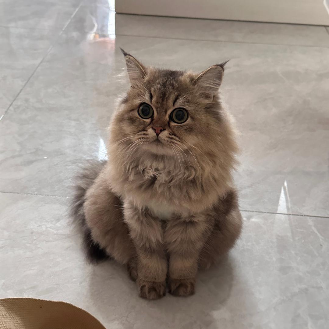 雪碧是只猫