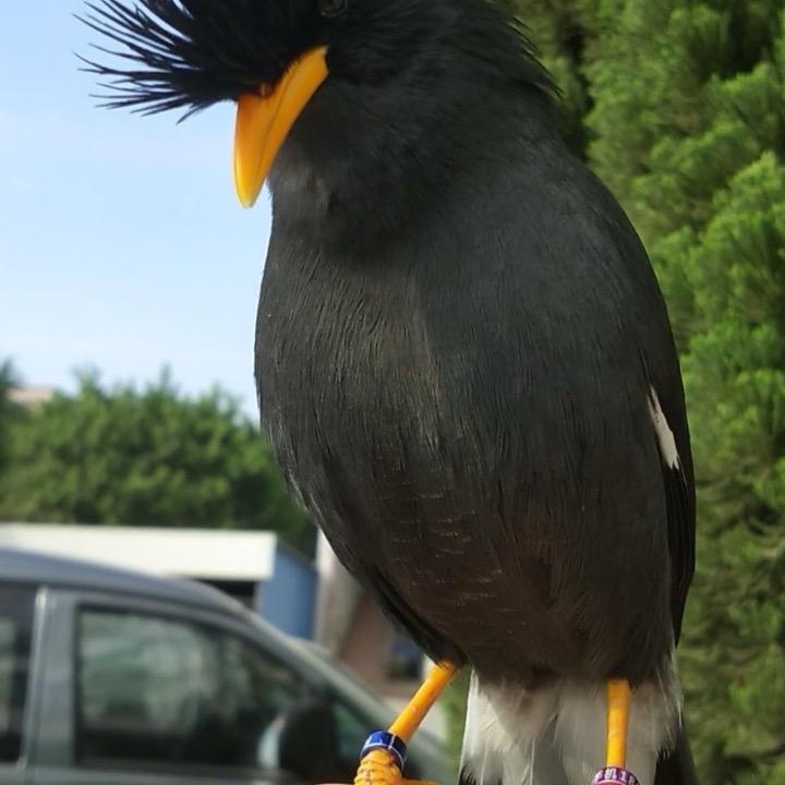 八哥西施
