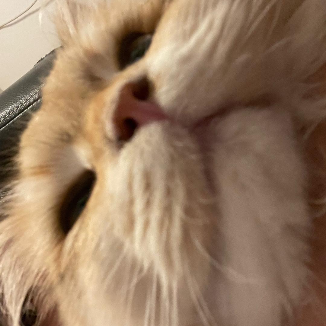 扭棒大户