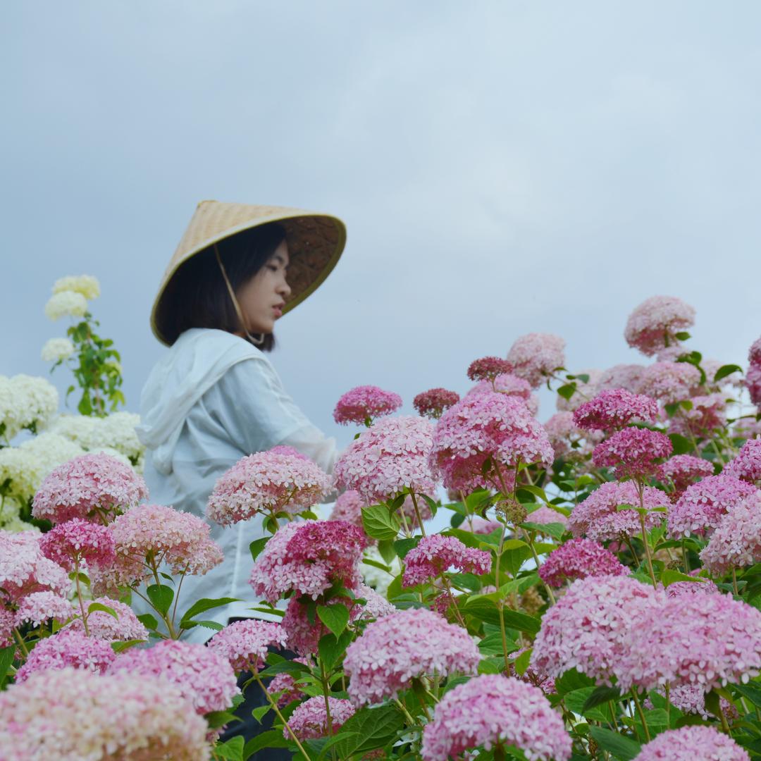 合生花境园艺