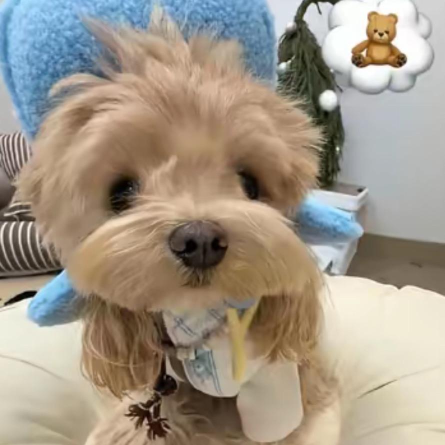 不喝雪碧