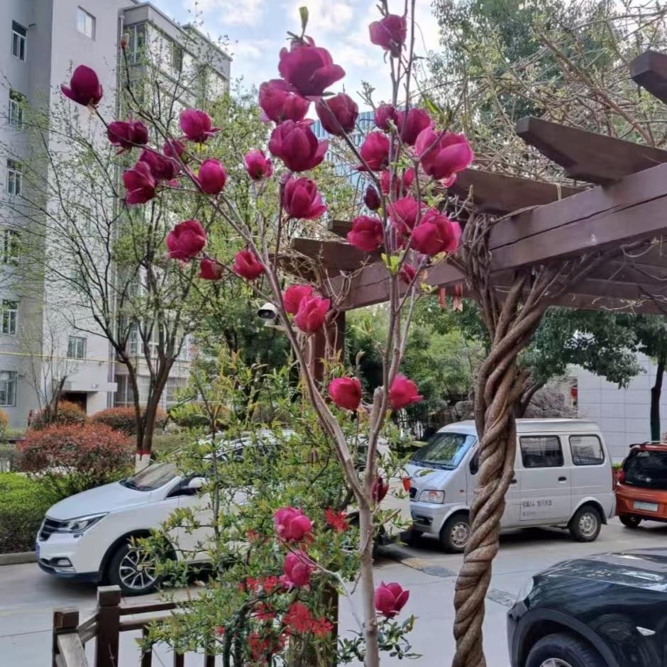 富泽果树苗木专营店苗木