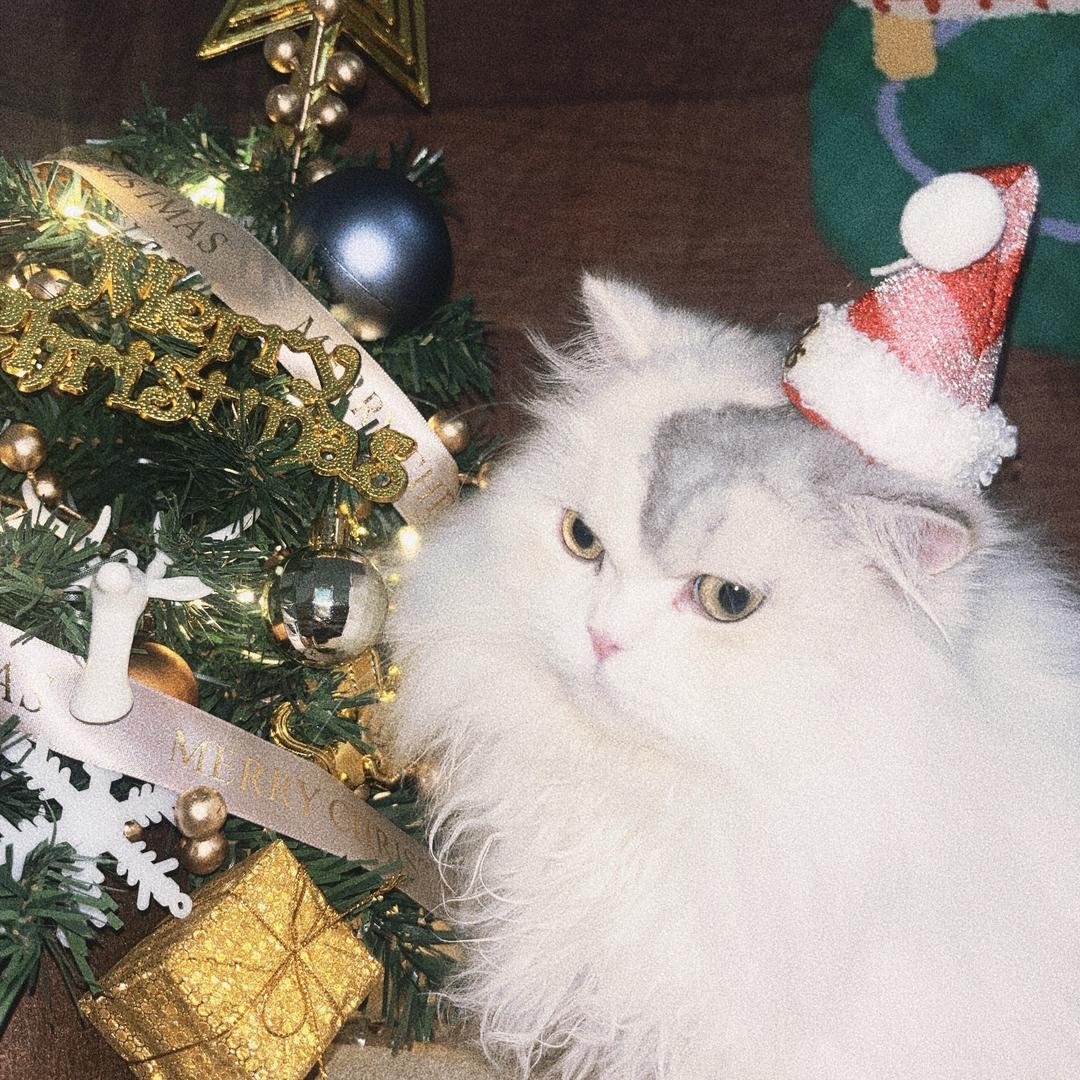 一芝猫