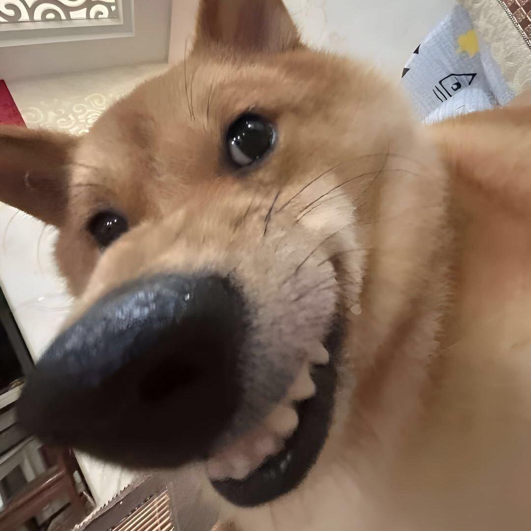 阿帅不慌