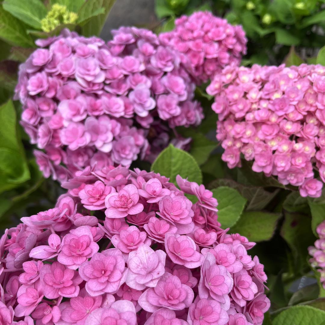拾光花卉园艺