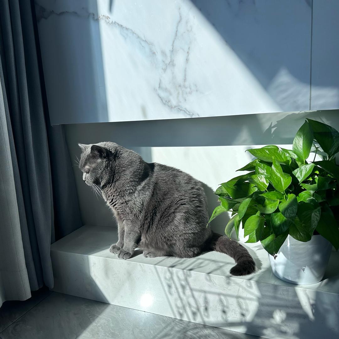 一只小憨憨~🐱