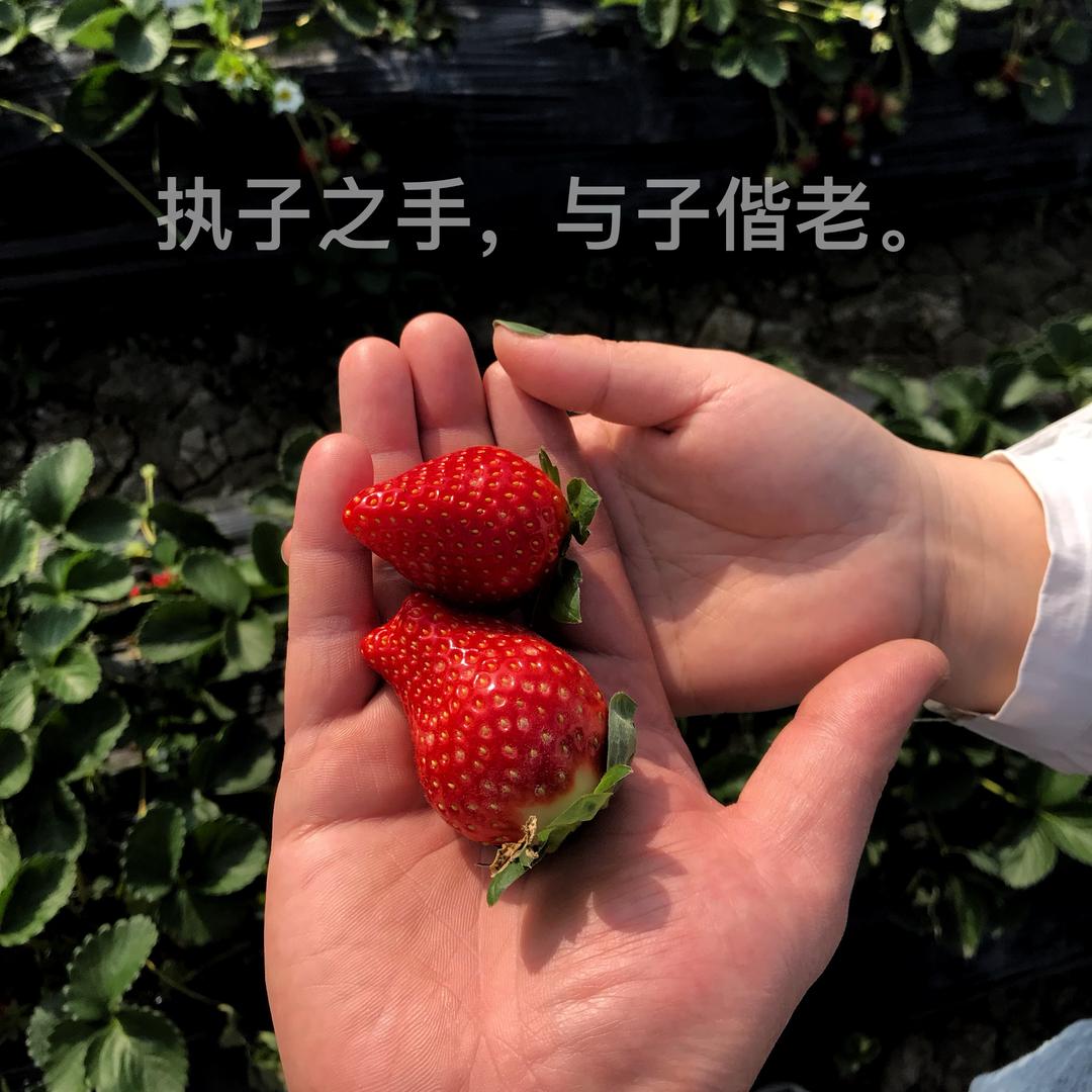 飘落的蒲公英