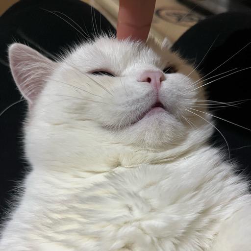 小猫了个咪