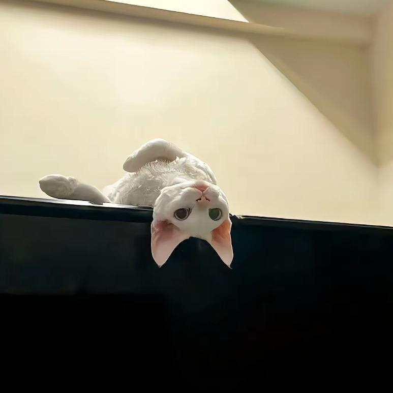 Hi