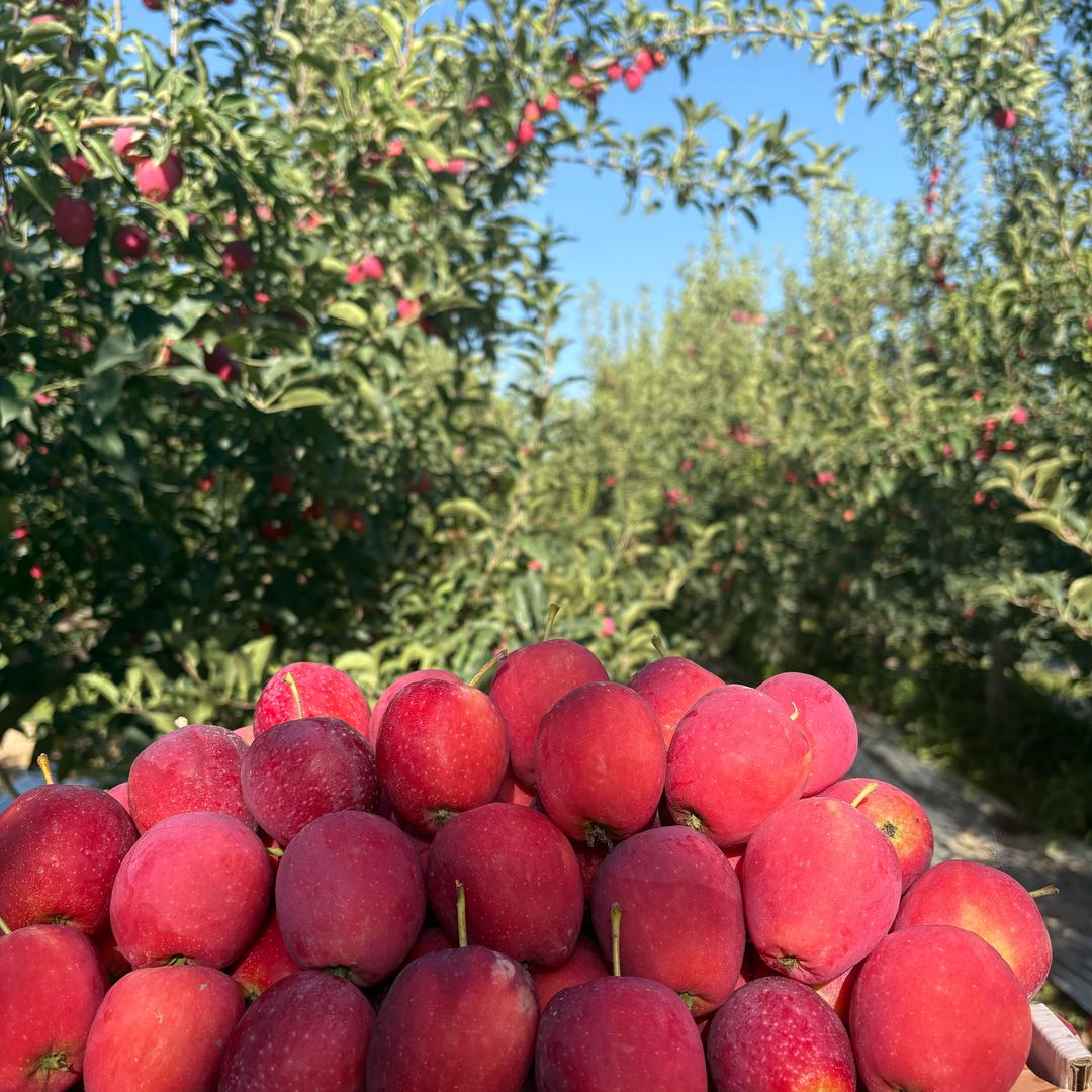 小杨鲜生（专注产地鲜果）