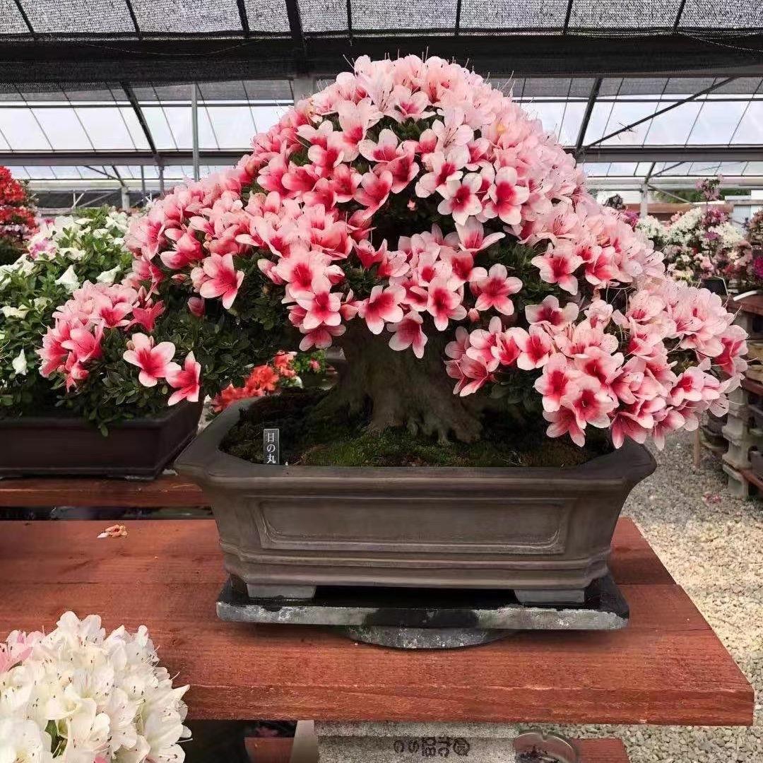 花儿朵朵杜鹃花盆景园