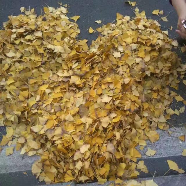 王白石
