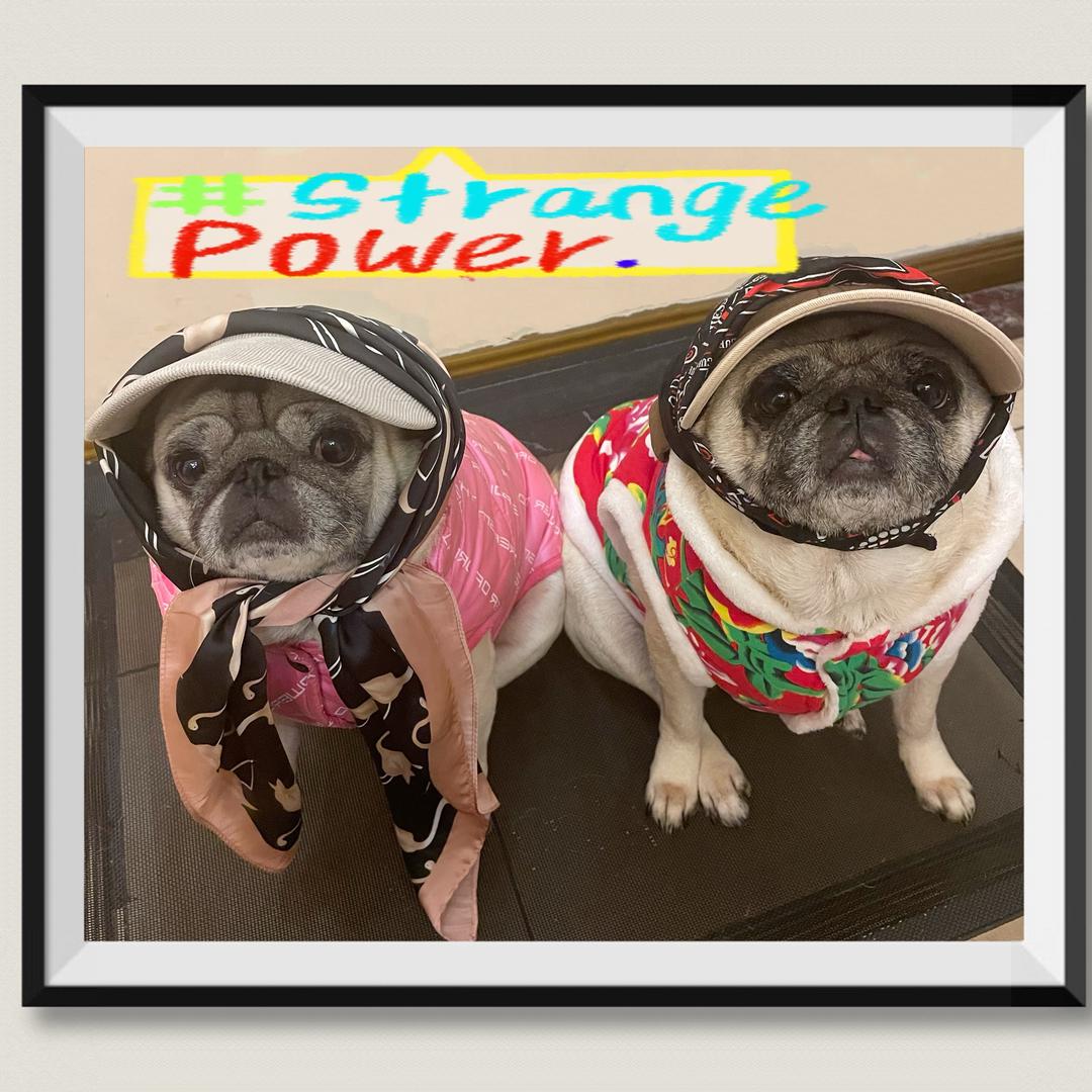 家有三只巴扎黑