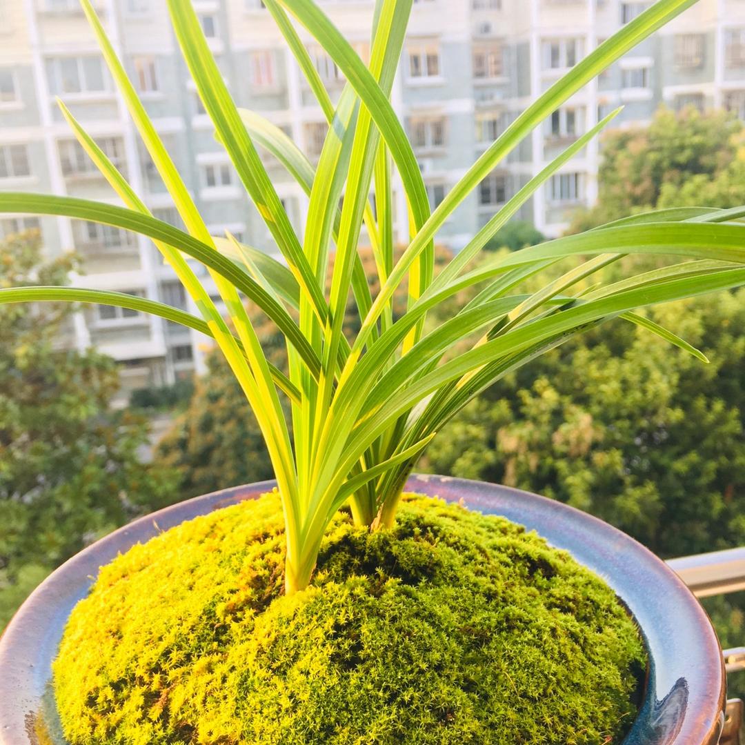 老才