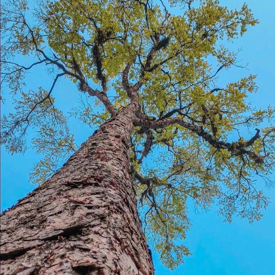 一天到晚游泳的鱼