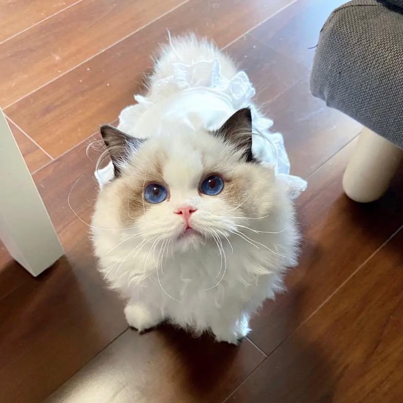布偶猫