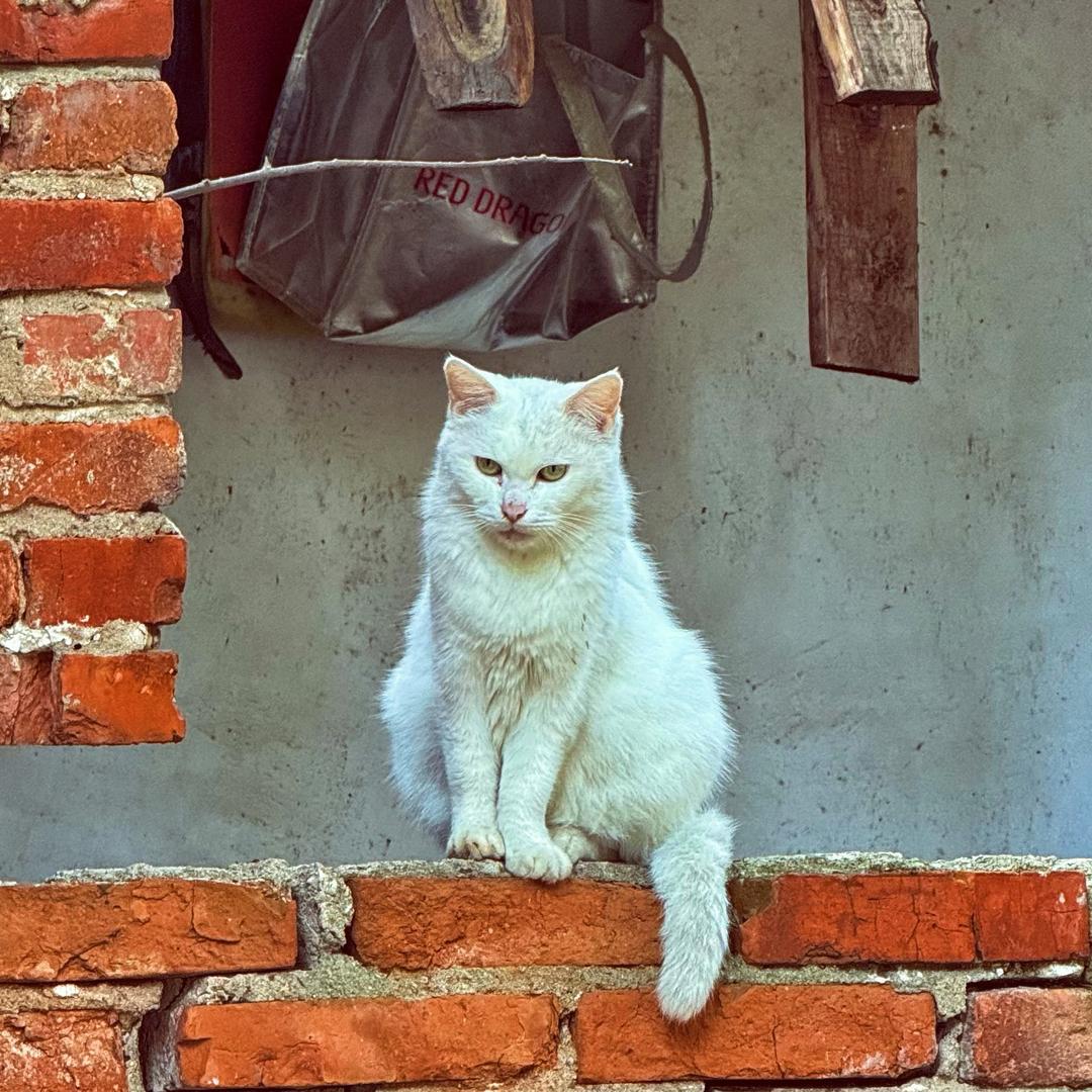 霸道招财猫° 😺