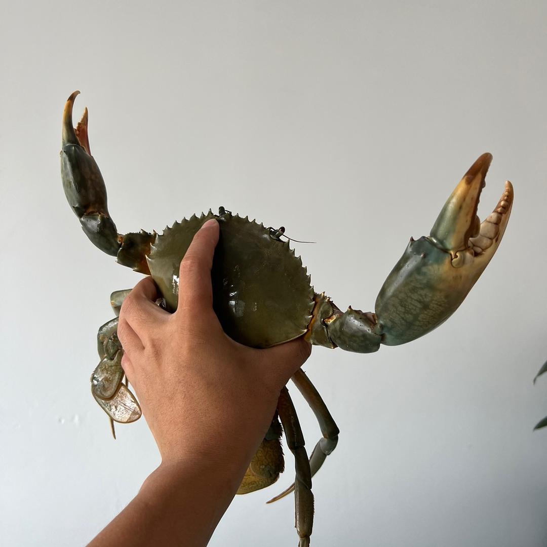 聚鲜汇三门青蟹