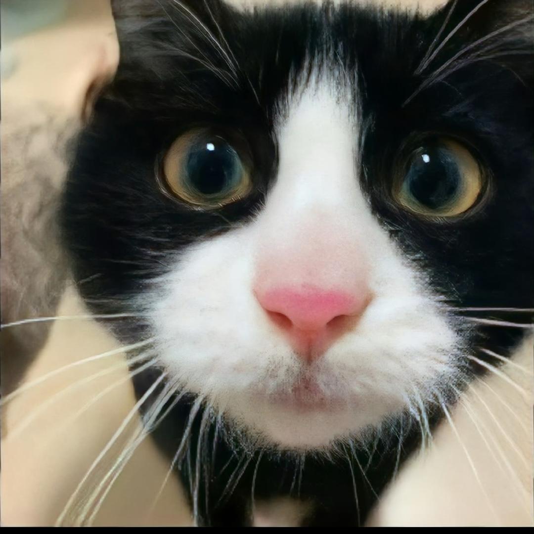 不是警长叫哈哈