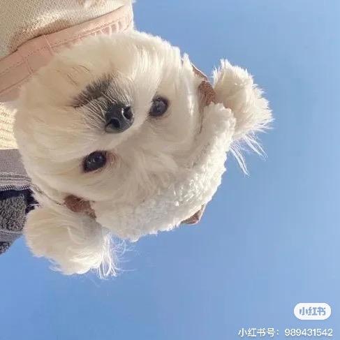 呕吼