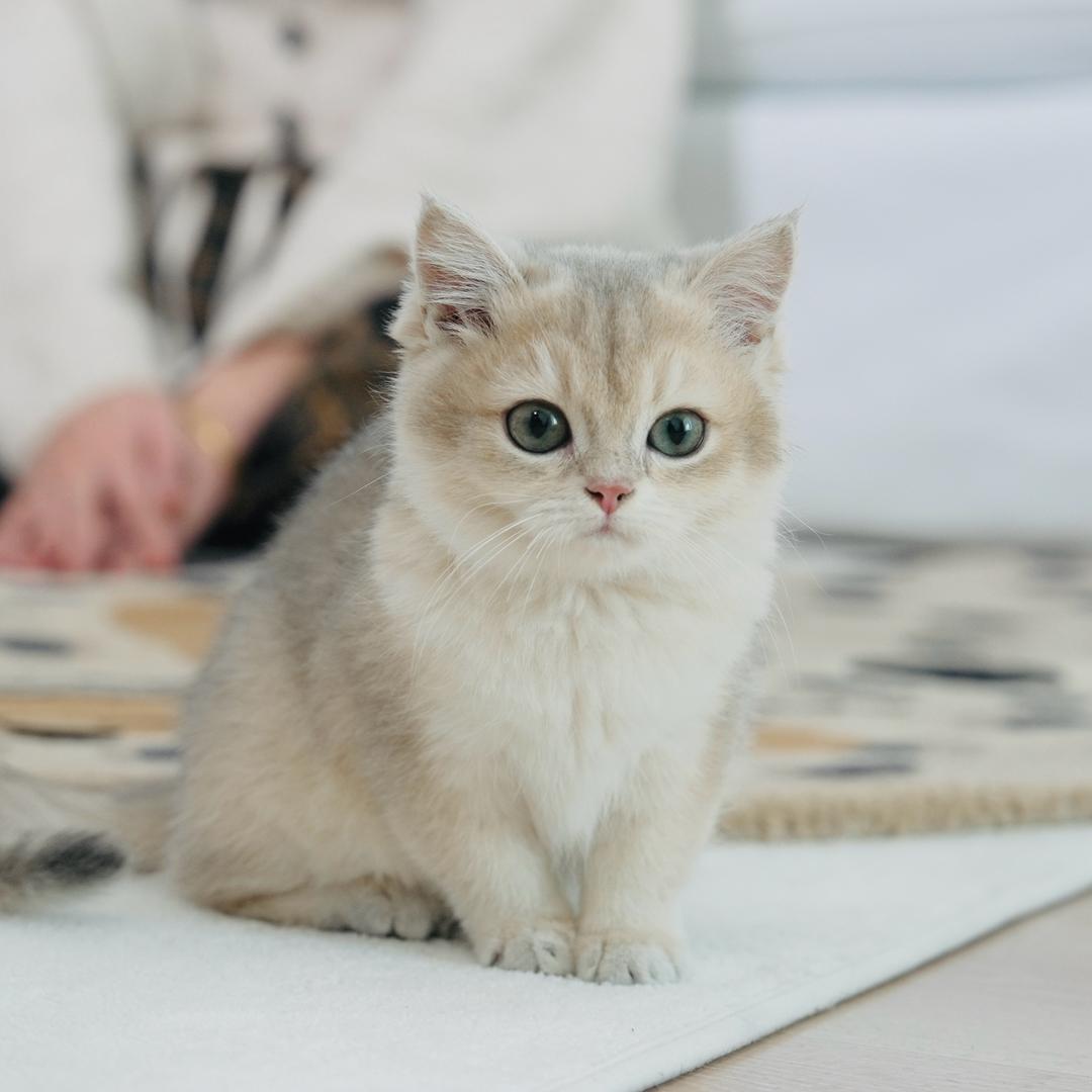 凝光（定制版）