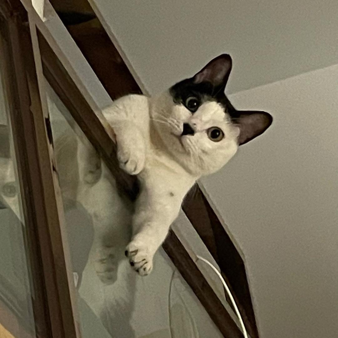 妙妙是个奶牛猫