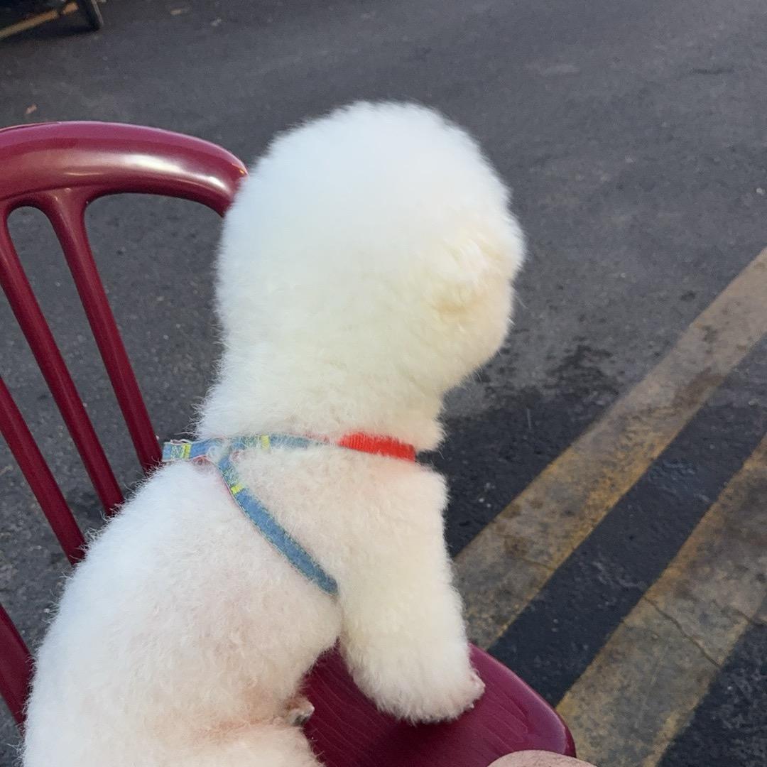 旋转霹雳小土豆