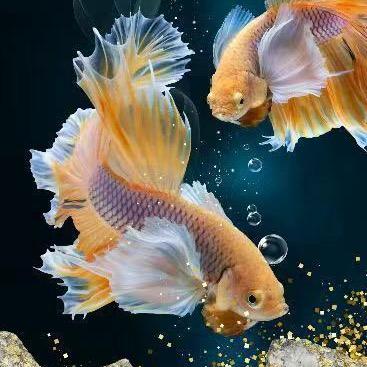 晨晨养鱼记🐠