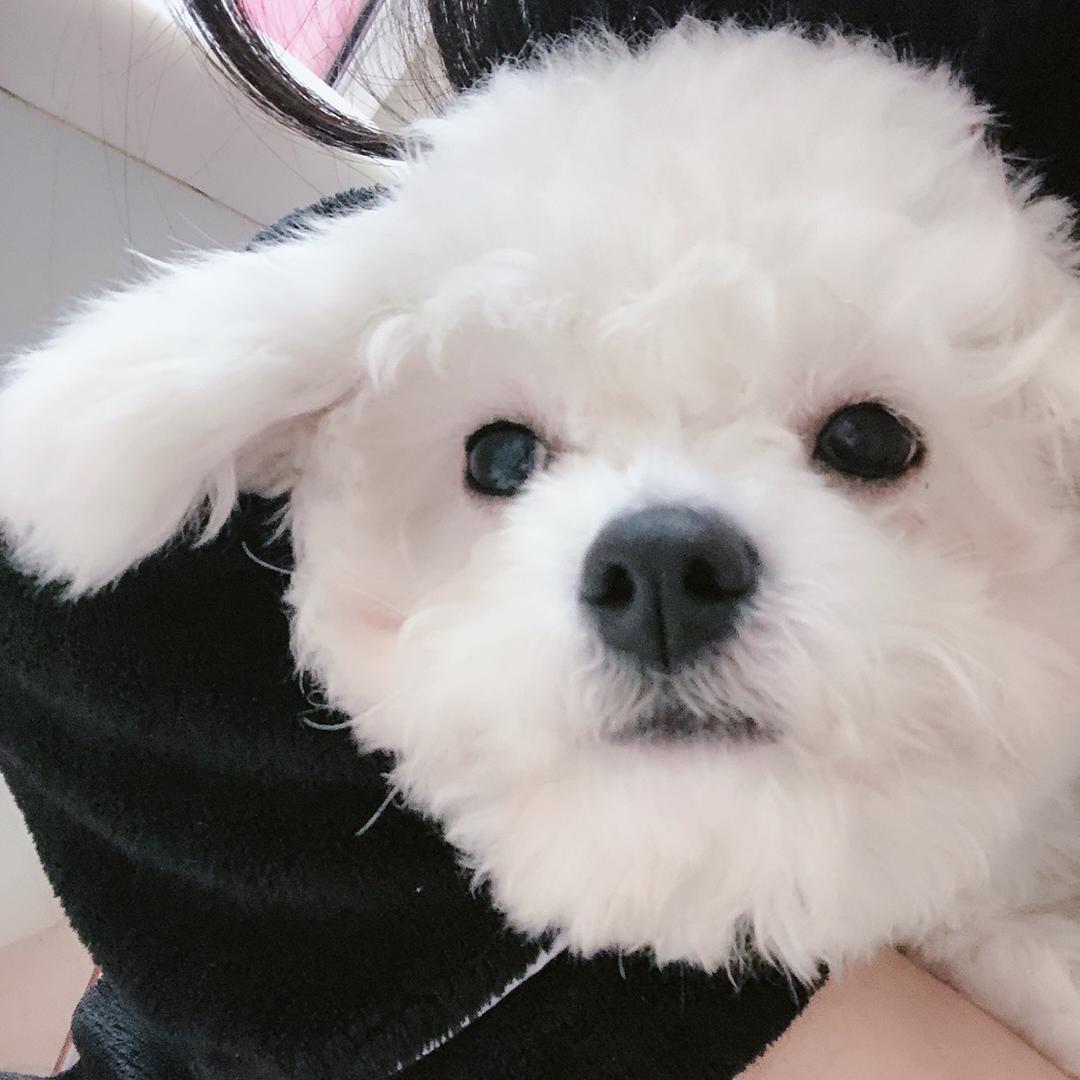 比熊蹬蹬