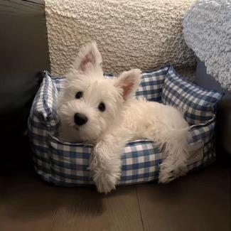 💤