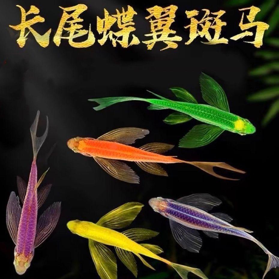 家乐孔雀蝶翼斑马养殖渔场
