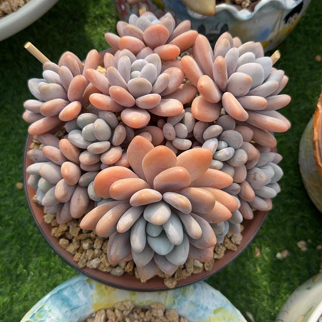 空白格精品多肉