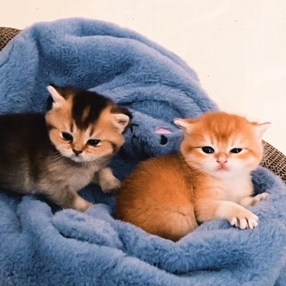 薛了个猫🐱