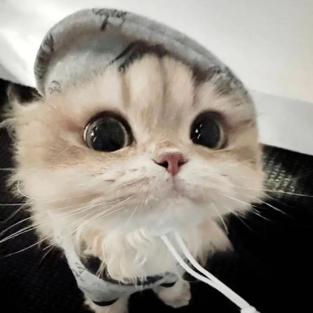蛋壳